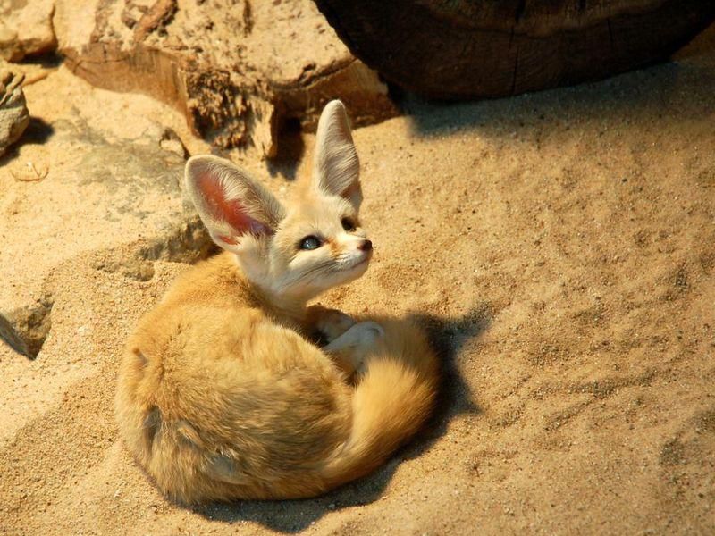 Fennex fox desert animal