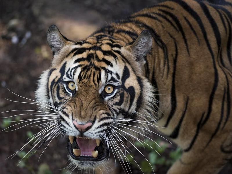 Ferocious Sumatran Tiger