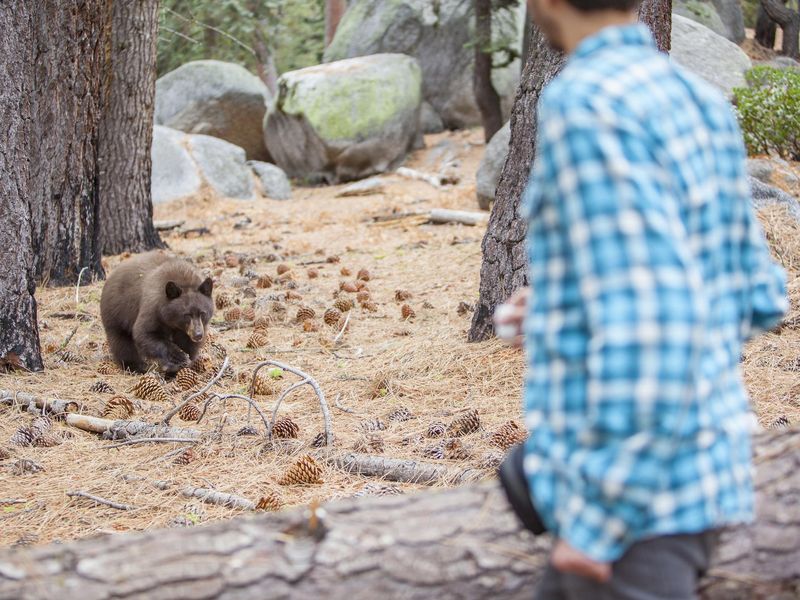 filming the young wild black american bear in the forest in Yosemite National Park