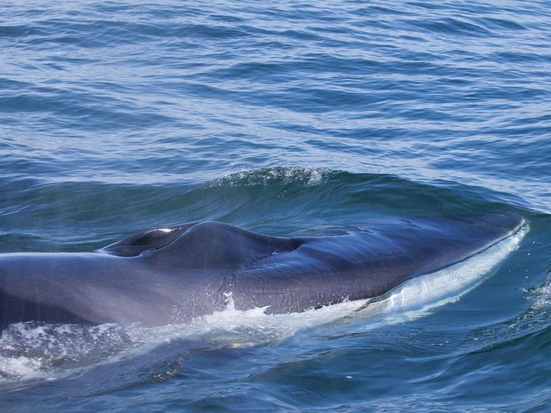 Fin whale breaching the surface