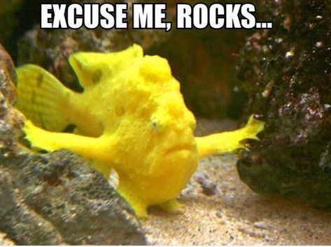 Fish in rocks meme
