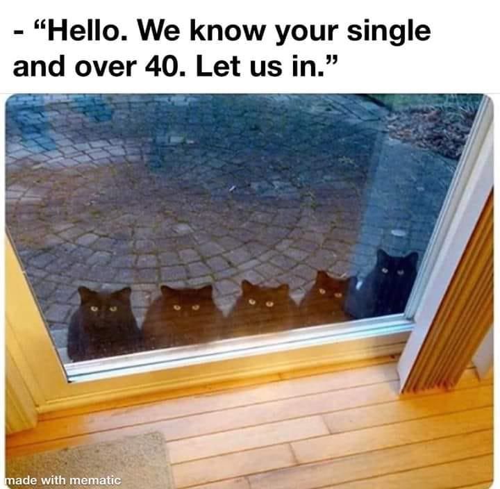 Five black cats waiting to be let inside