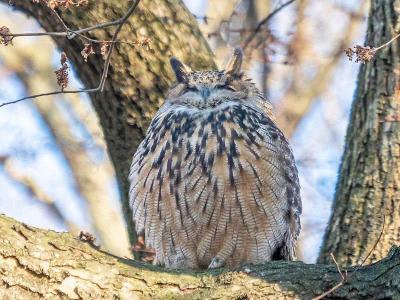 Flaco, owl in Central Park