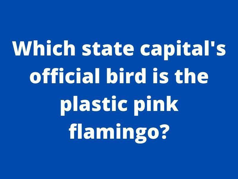 Flamingo facts