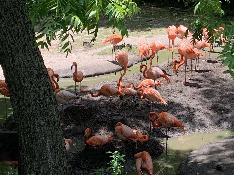 Flamingo flock at Dallas Zoo