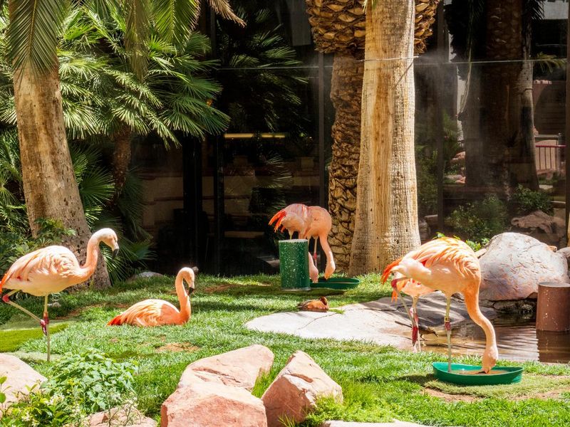 Flamingo Habitat in Las Vegas