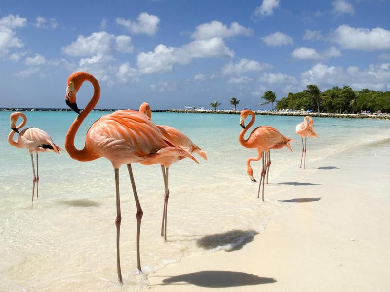 Flamingos Beach, Aruba