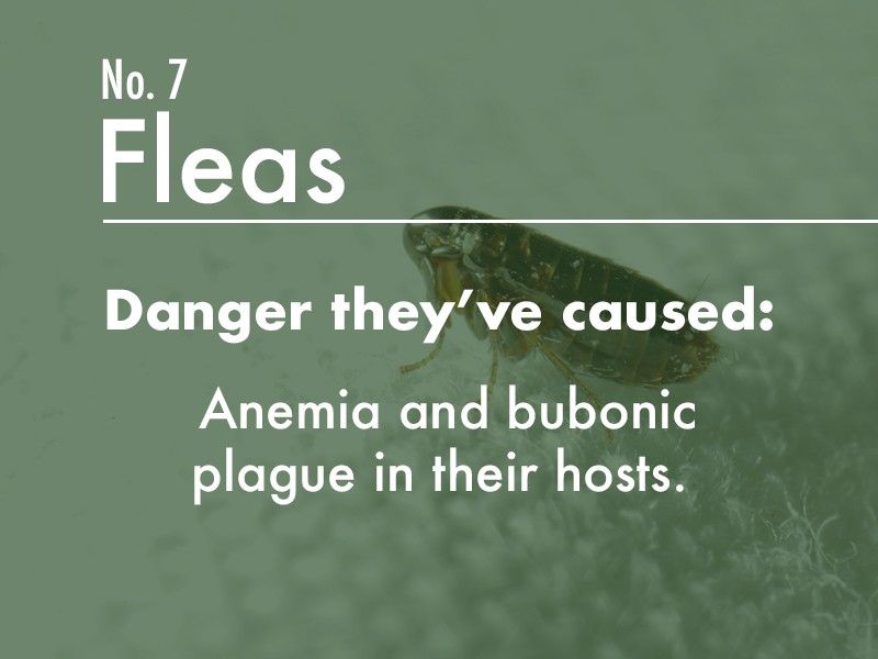 Flea dangers