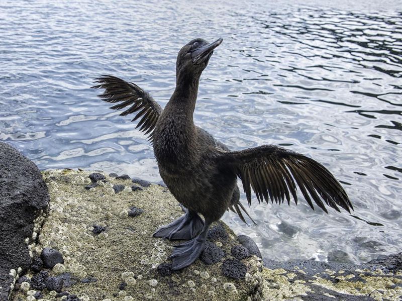 Flightless cormorant in the water