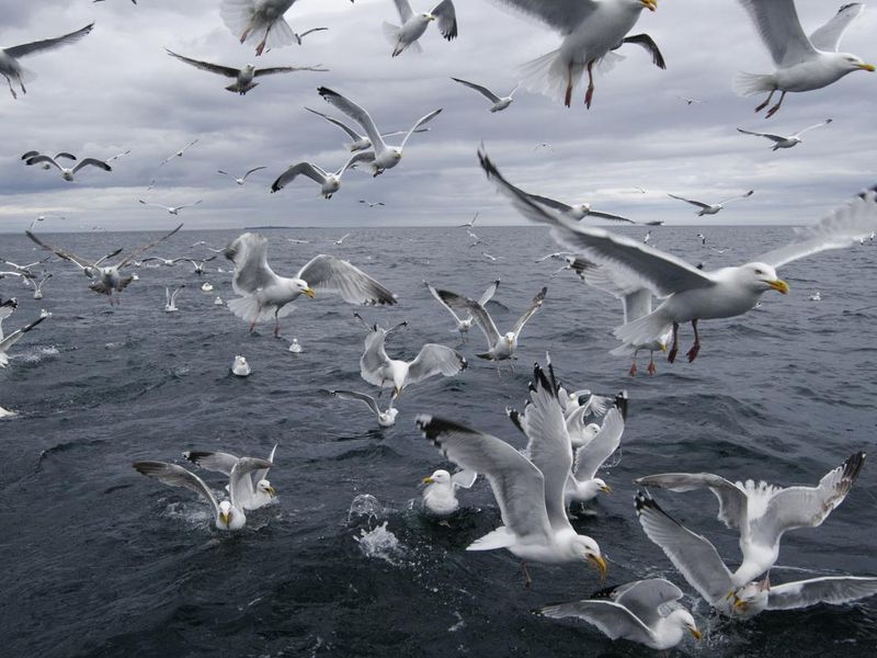 Flock of seagull
