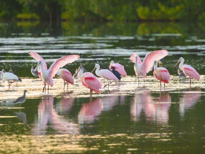 Flock of Wild Roseate Spoonbill Birds in Ding Darling National Wildlife Refuge in Florida USA