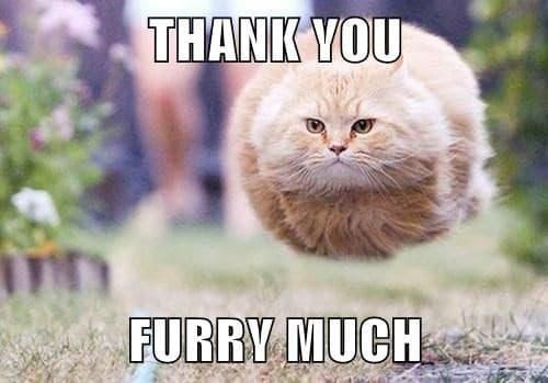 Fluffy cat jumping and saying thank you