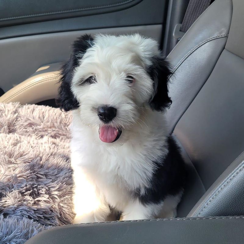 Fluffy sheepadoodle puppy on a car ride
