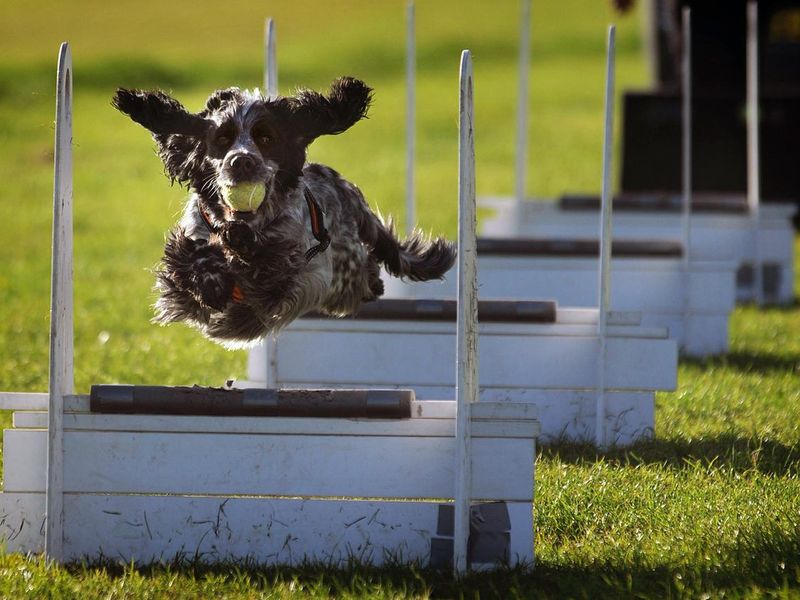 Flyball Dog Training