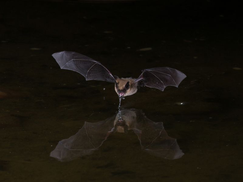 Flying bat at night