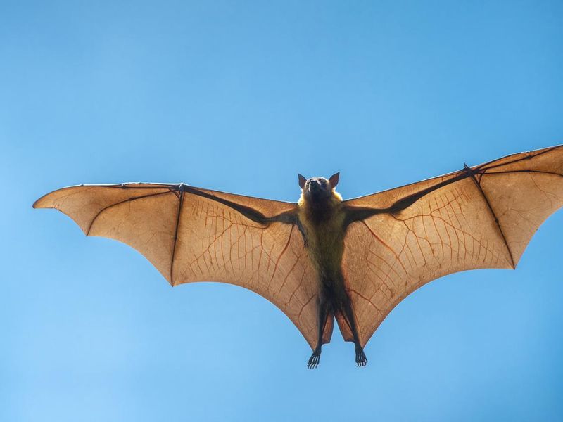 Flying bat (Lyle's flying fox)