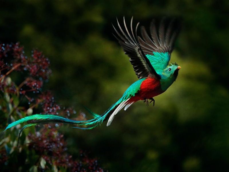 Flying Resplendent Quetzal