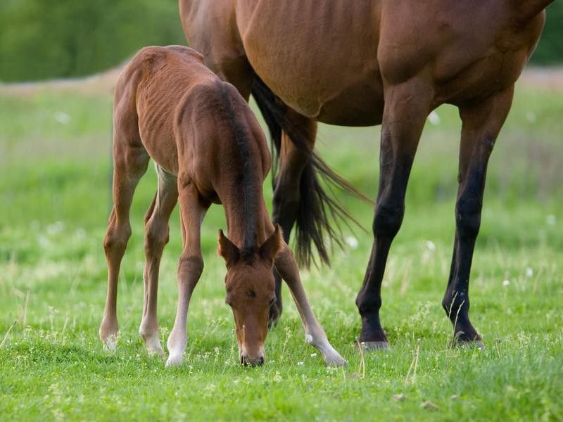 Foal by its mom