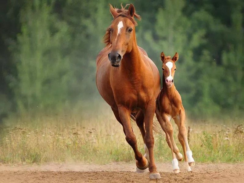 Foal facts