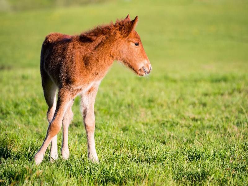 Foal, iclandic horse, 5 days old