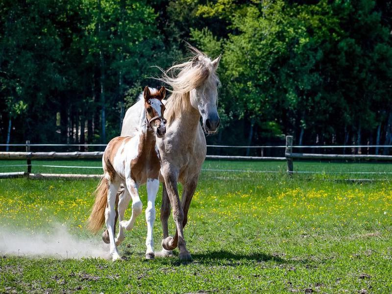 Foal with a mare on an afternoon walk