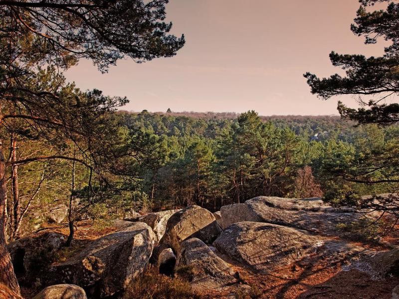 Fontainebleau forest in France