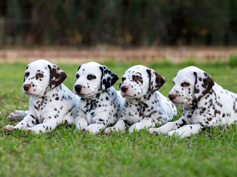 Four Dalmatian Puppies