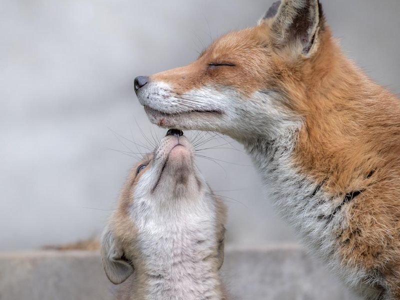 Fox cub with mother in tender touch at the cemetery