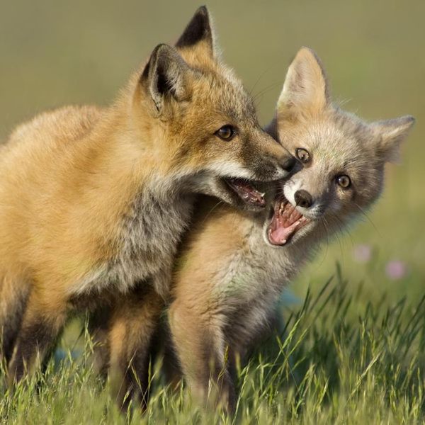 These Baby Foxes Are Basically Kittens and Puppies Combined