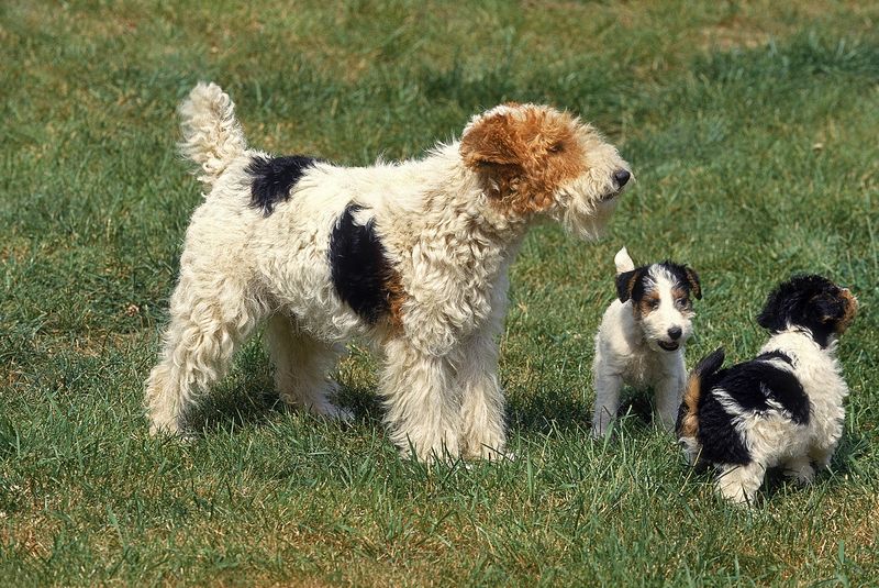 Fox terrier mother with puppies