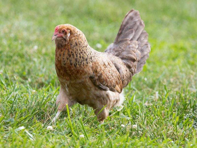 Free Range Easter Egger Chicken Breed