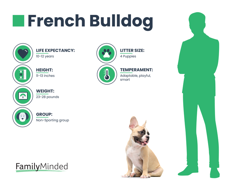 French Bulldog breed info