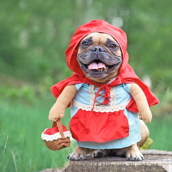 19 Dog Costumes on Amazon That Are 100 Percent Worth It
