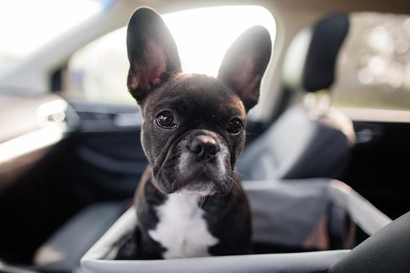 French Bulldog in the car