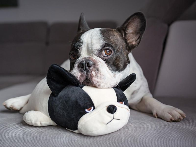 French bulldog lying with his teddy