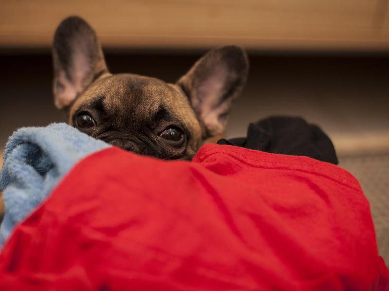 French bulldog puppy lying down on laundry pile