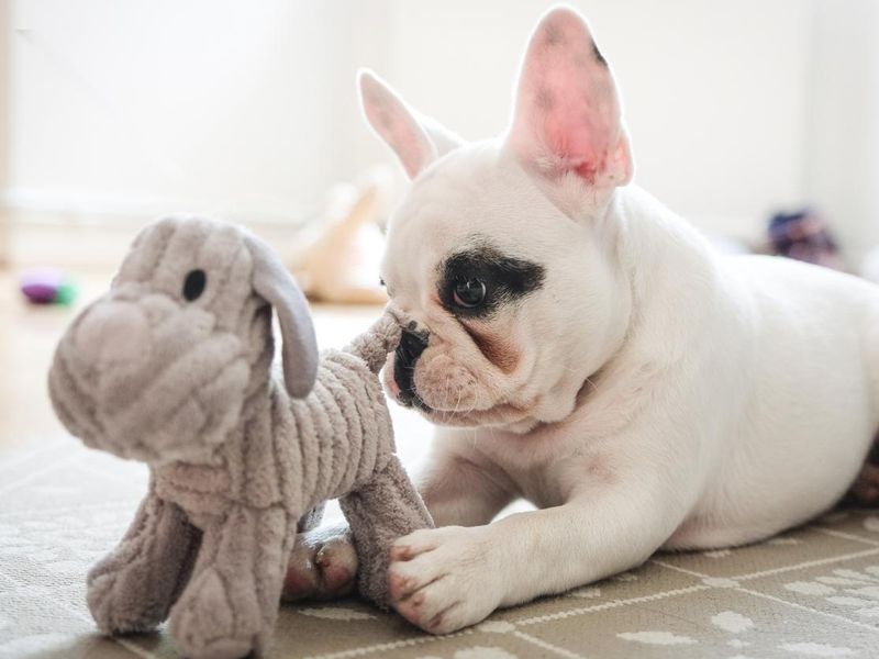 French Bulldog puppy playing with dog toy