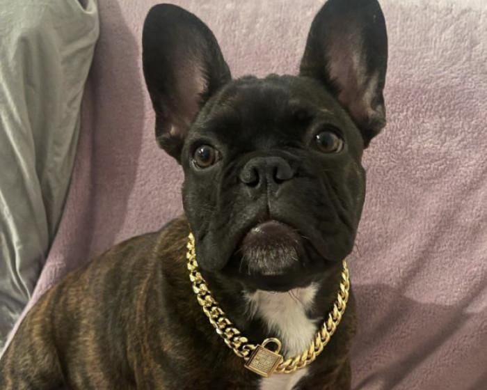 French bulldog wearing a chain