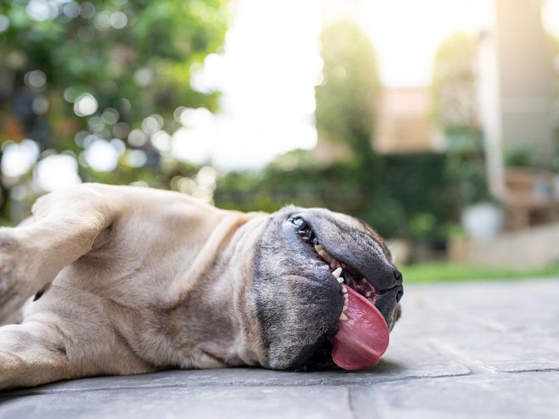 French bulldog with heat stroke exhaustion lying in garden.