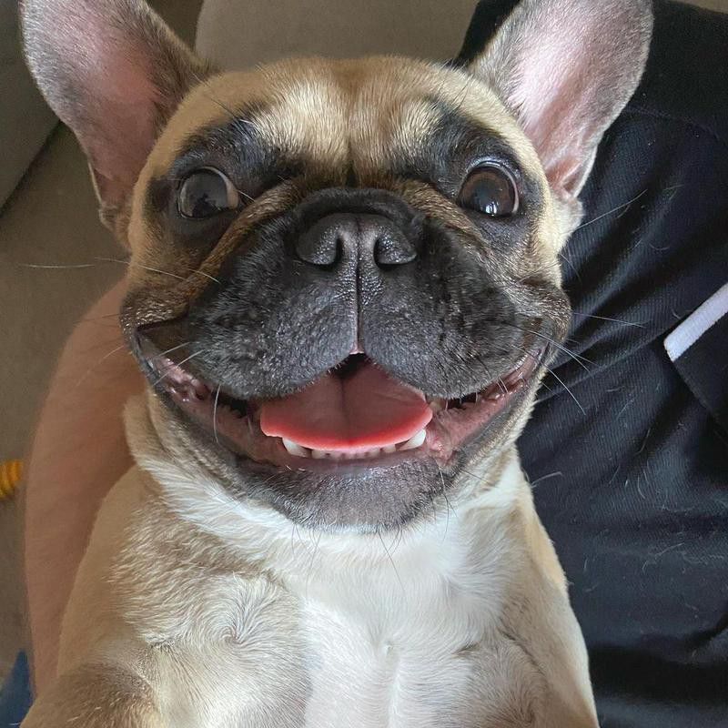 French bulldog with its tongue out