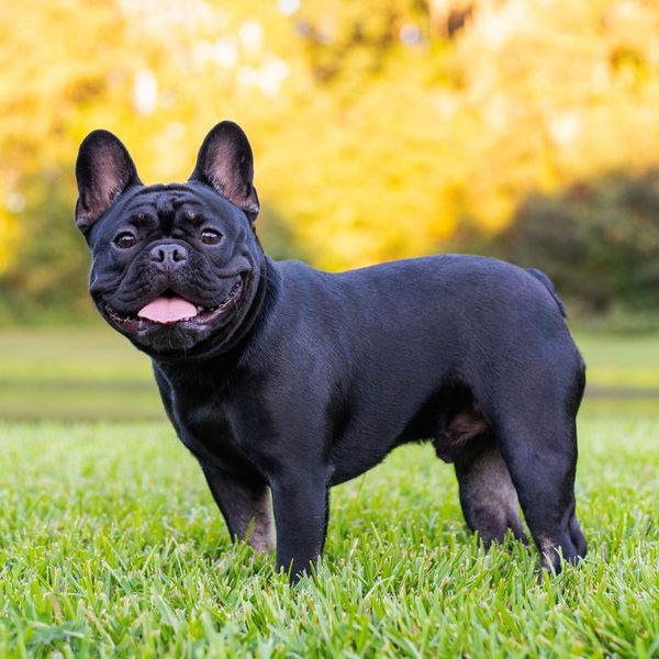 10 Popular Dog Breeds That Most People Regret Getting