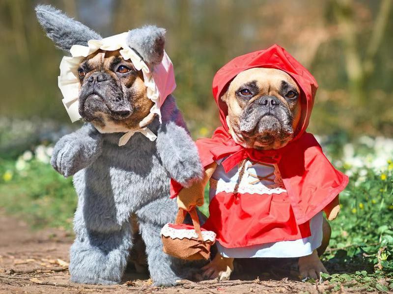 funny dog costumes