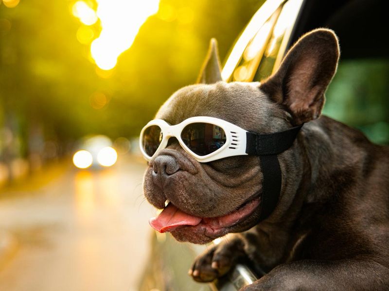 French Bulldog,sticking his tongue during car ride