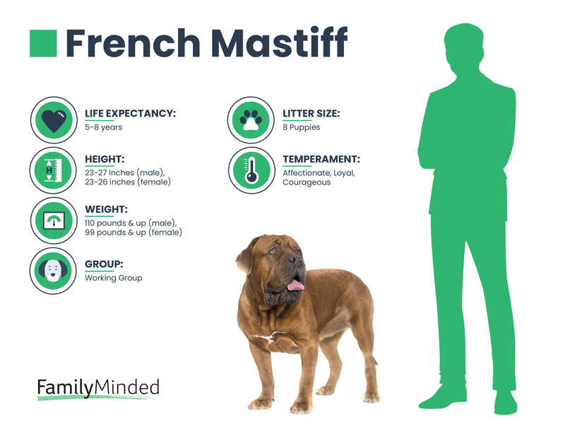 French Mastiff breed info