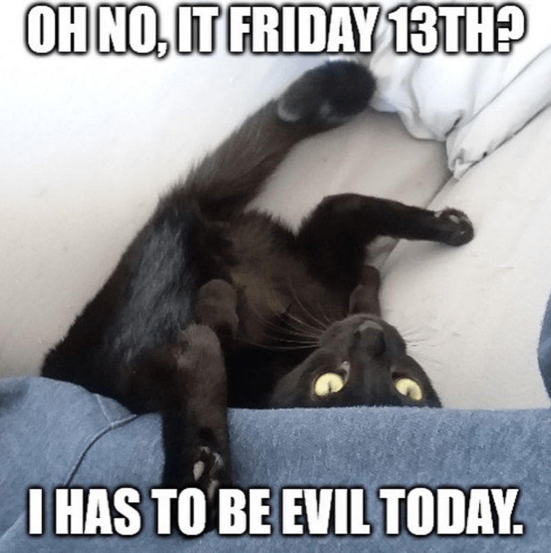 Friday the 13th cat