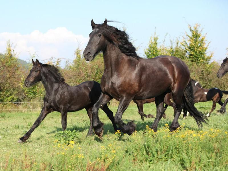 Friesian horse mare with foal running in autumn