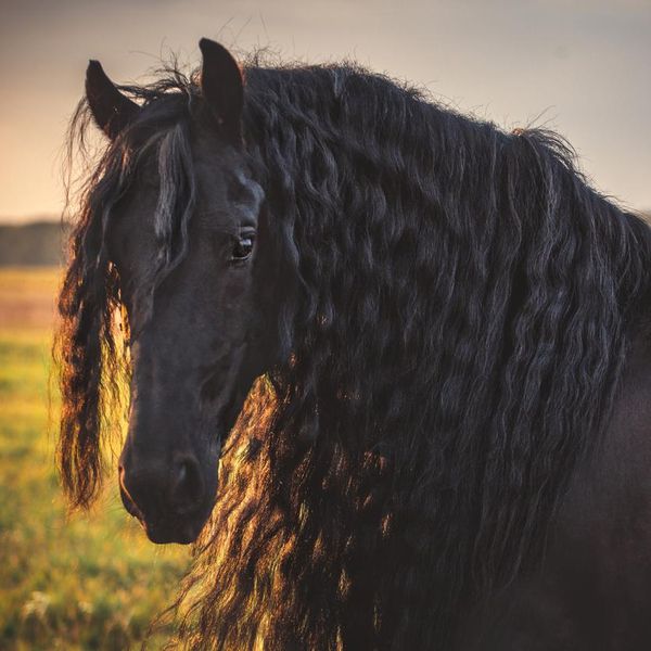 Yes, the Friesian Horse Is One of the Rarest Breeds Today