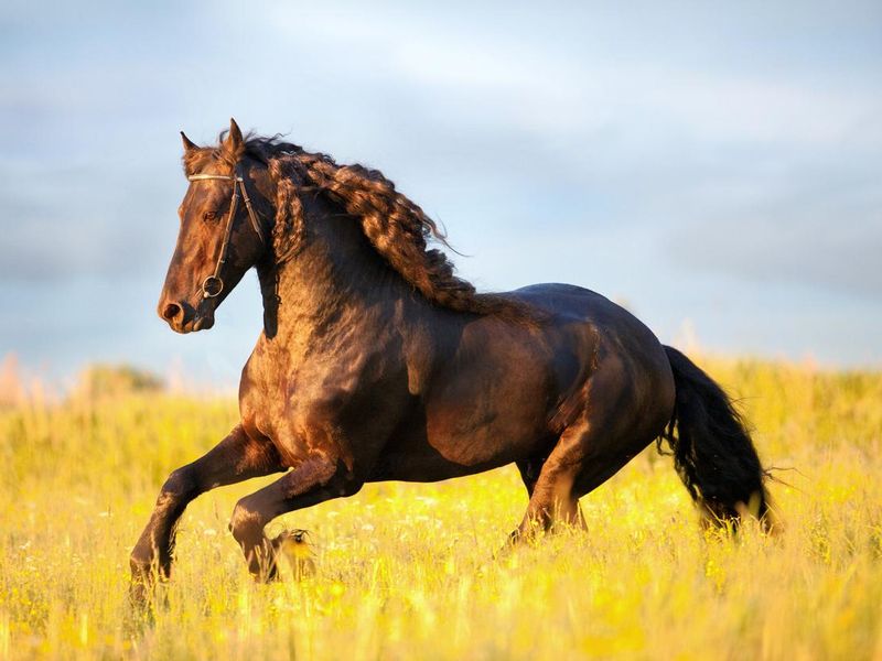 Friesian stallion gallop in sunset