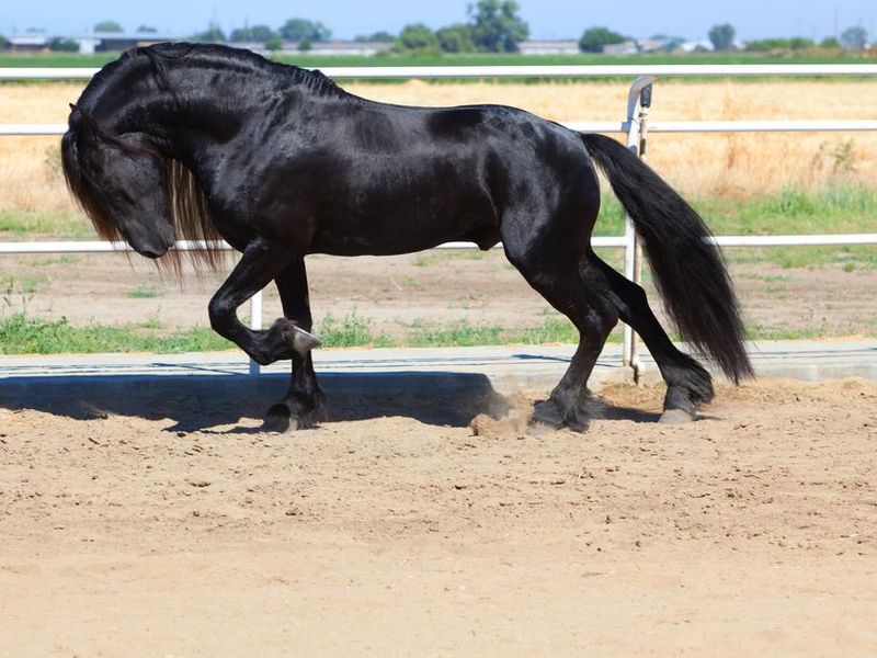 Friesian Stallion Horse Black