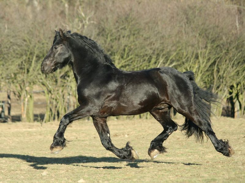 Friesian stallion outside